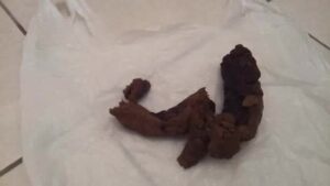 Free Scat Porn