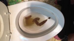 Free Scat Porn