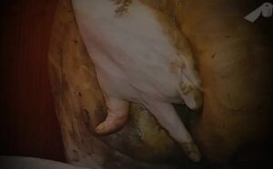 Free Scat Porn