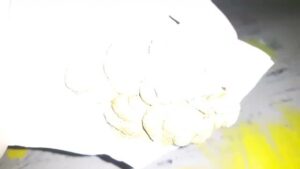 Free Scat Porn