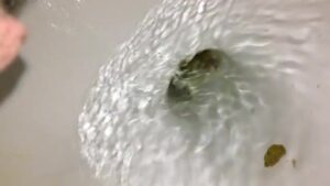 Free Scat Porn