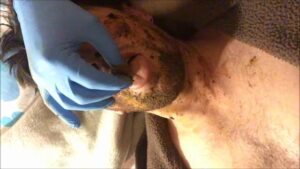 Free Scat Porn