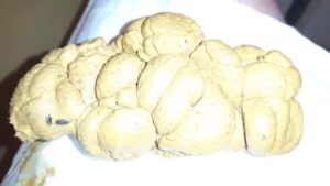 Free Scat Porn