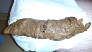 Free Scat Porn