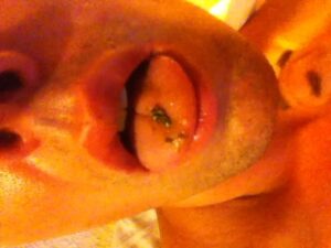 Free Scat Porn