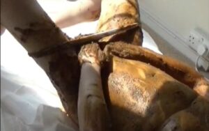 Free Scat Porn