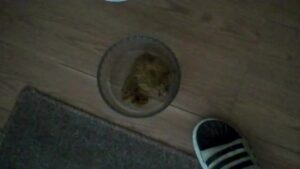 Free Scat Porn