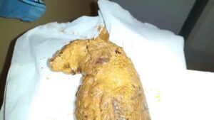 Free Scat Porn