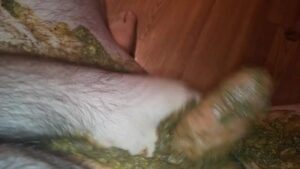 Free Scat Porn