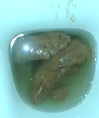 Free Scat Porn