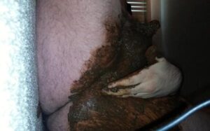 Free Scat Porn