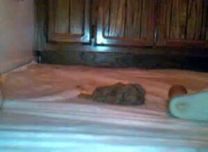 Free Scat Porn