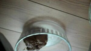 Free Scat Porn