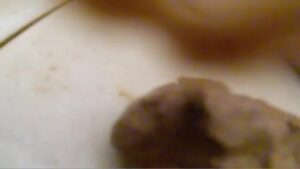 Free Scat Porn