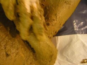 Free Scat Porn