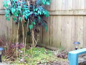 Free Scat Porn