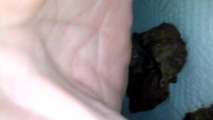Free Scat Porn