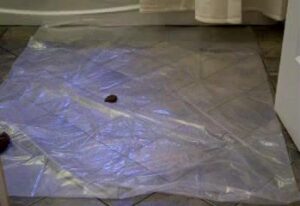 Free Scat Porn