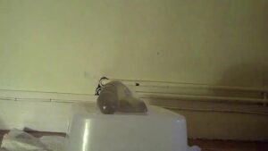 Free Scat Porn