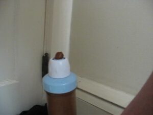 Free Scat Porn