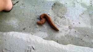 Free Scat Porn