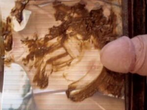 Free Scat Porn