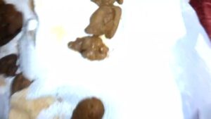 Free Scat Porn