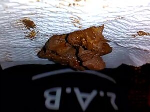 Free Scat Porn