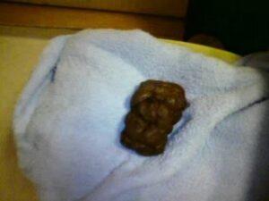 Free Scat Porn