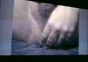 Free Scat Porn