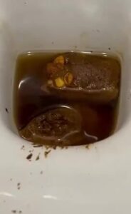 Free Scat Porn