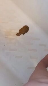 Free Scat Porn
