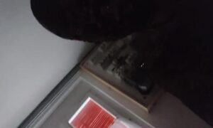 Free Scat Porn