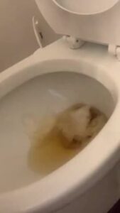 Free Scat Porn