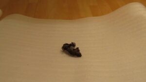 Free Scat Porn