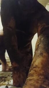 Free Scat Porn
