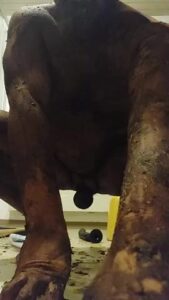 Free Scat Porn