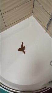 Free Scat Porn