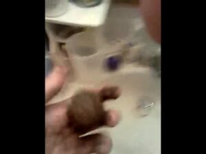 Free Scat Porn