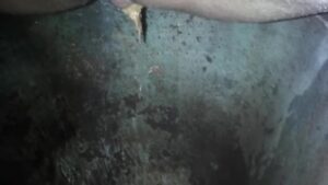 Free Scat Porn