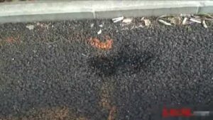 Free Scat Porn