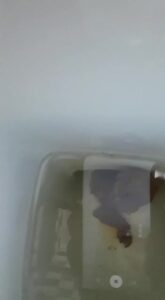 Free Scat Porn