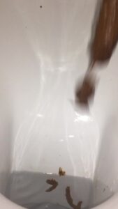 Free Scat Porn