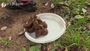 Free Scat Porn