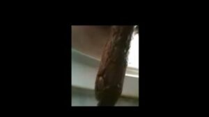 Free Scat Porn