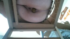 Free Scat Porn