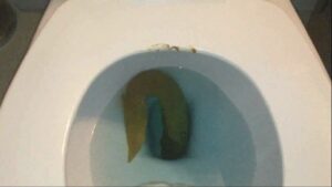 Free Scat Porn