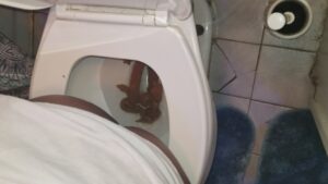 Free Scat Porn