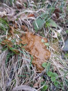 Free Scat Porn