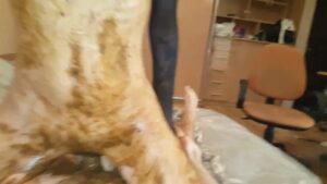 Free Scat Porn